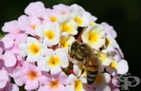 ������� �������� �� �������� ���������